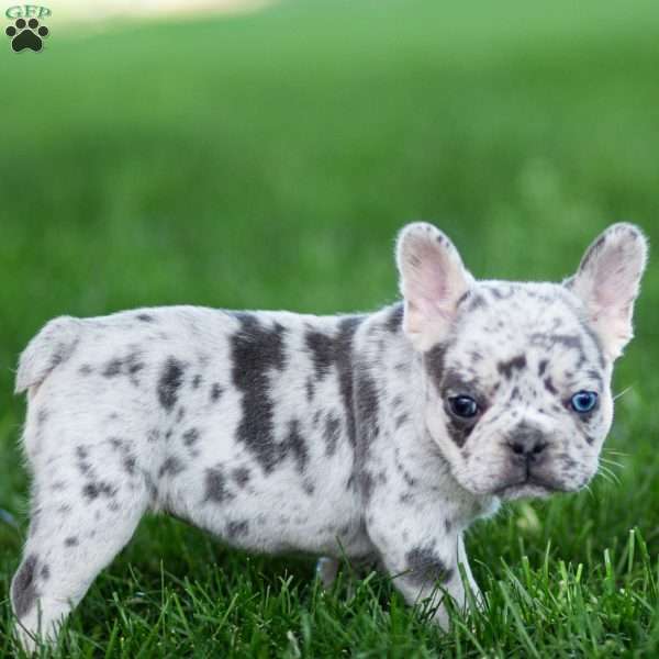 Midnite, French Bulldog Puppy